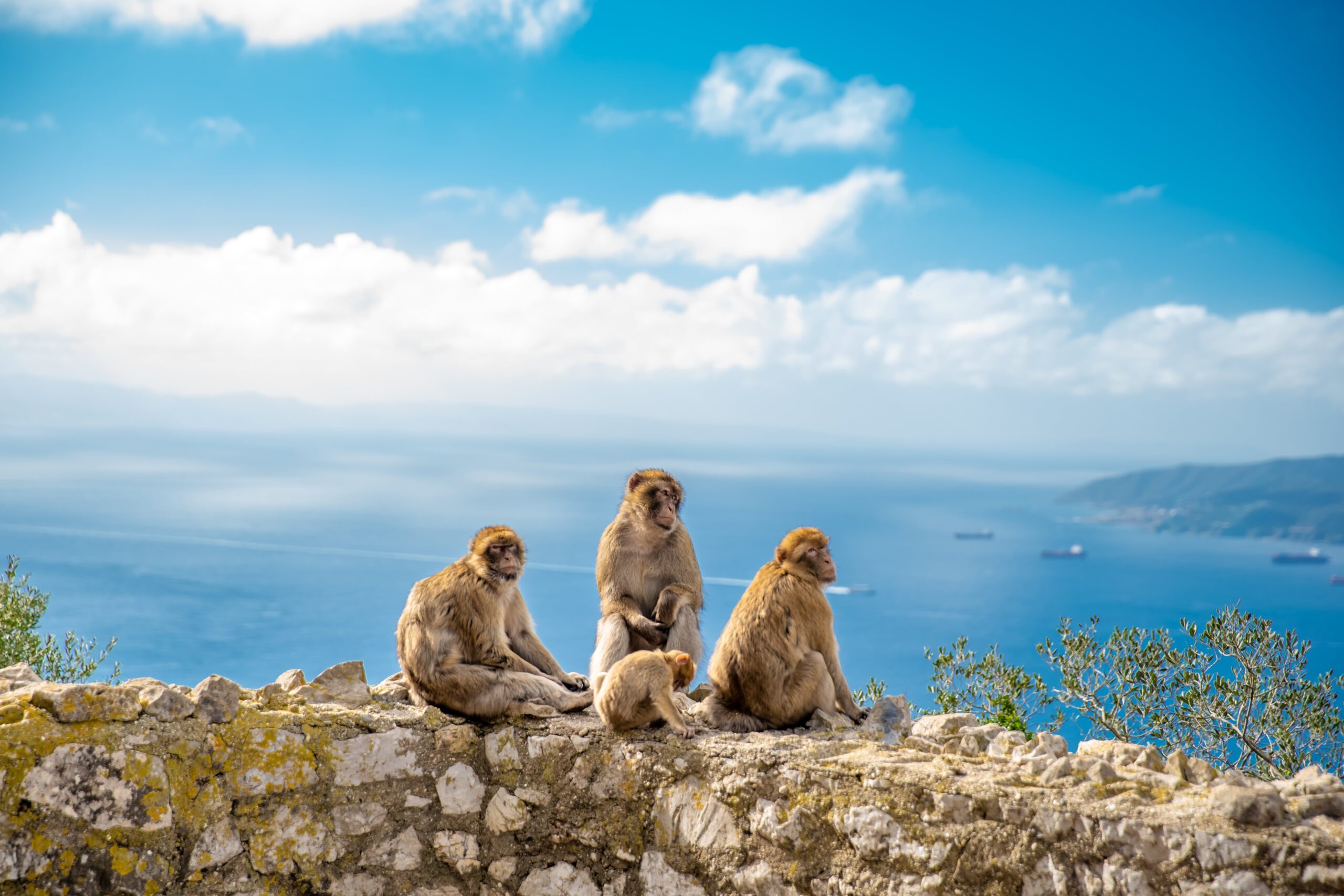 Monkeys at Upper Apes Den